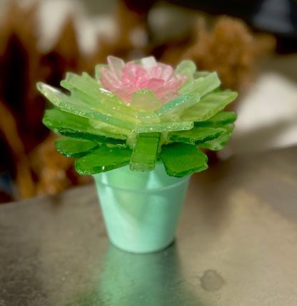 Tumbled Glass Succulent Mail-Home Kit