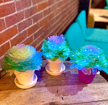 Tumbled Glass Succulent Mail-Home Kit
